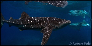 Gentle giants by Robert Polo 